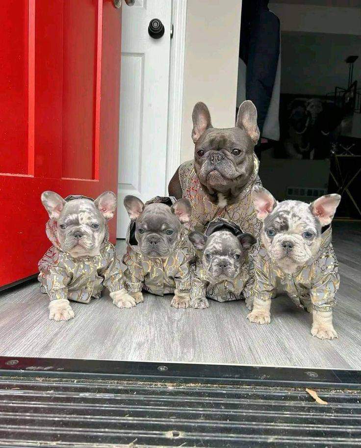 Frenchie Owners tweet media