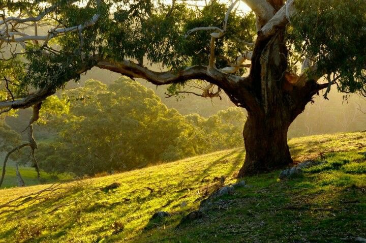 greendreamvibes's tweet image. heaven on Earth