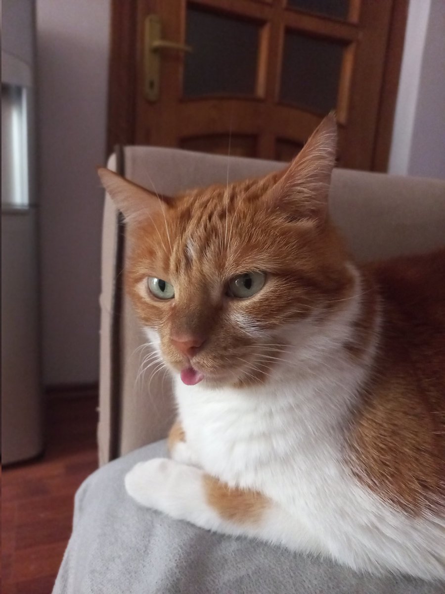 Bitkiselego's tweet photo. @DailyToraman Kedi dili. https://t.co/9oaVkQucZv