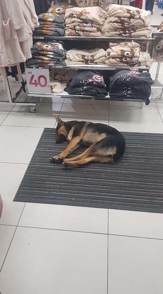 Proszę o RT🙏

W Rawie Mazowieckiej w sklepie Pepco doszło do pięknego gestu – pracownicy pozwolili bezdomnemu psu ogrzać się i przenocować w środku. 
Jeśli ktoś rozpoznaje tego psa, prosimy o kontakt z Urzędem Miasta pod numerem: 46 814 34 57 wew. 143. 

Pomóżmy znaleźć