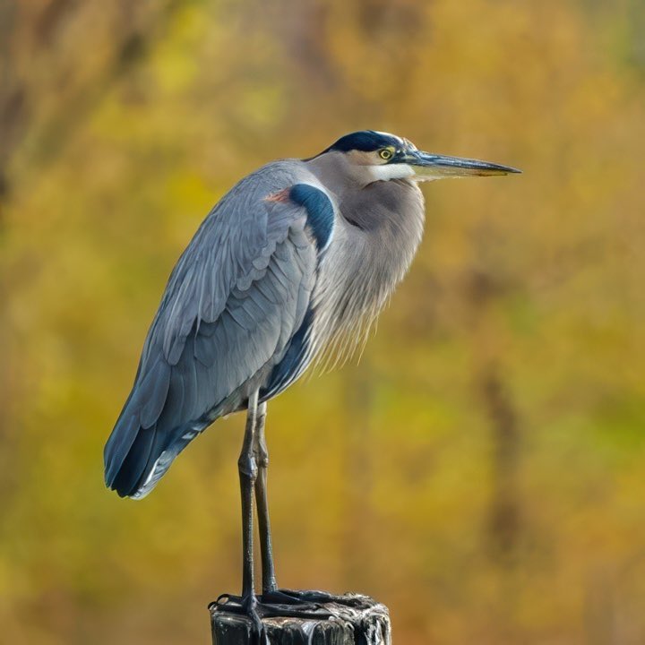 Napnyc1Napnyc's tweet image. I know I could trust the Great Blue Heron not to move until I get a photo with the perfect seasonal background 
Yesterday at Sherman Creek