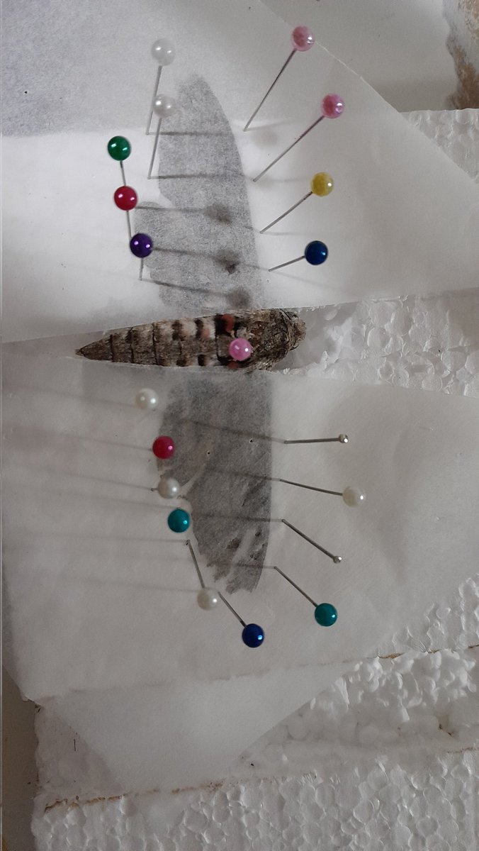 FIrst moth pinning of my life 😍🥰