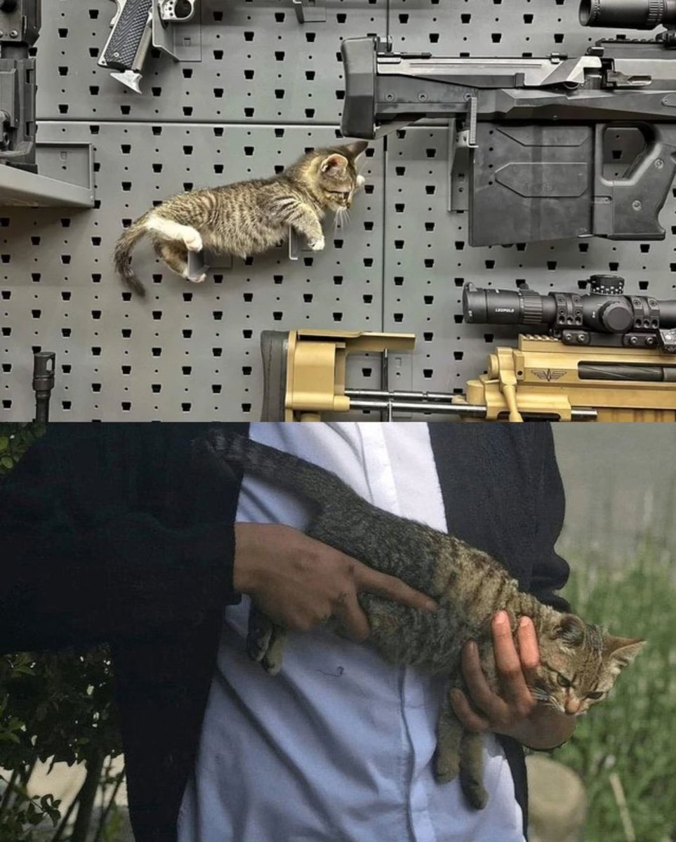 Catsillyness's tweet image. Deadly weapon