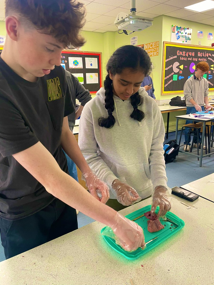 BC Science Dept (@bcscidept) on Twitter photo Getting to the heart of it! Amazing heart dissection Yr12! <a href="/BCCbio/">Biology</a> <a href="/BCCSix/">Bishop Challoner 6th</a> <a href="/BishopChalloner/">Bishop Challoner Catholic College</a> Getting to the heart of it! Amazing heart dissection Yr12! <a href="/BCCbio/">Biology</a> <a href="/BCCSix/">Bishop Challoner 6th</a> <a href="/BishopChalloner/">Bishop Challoner Catholic College</a>