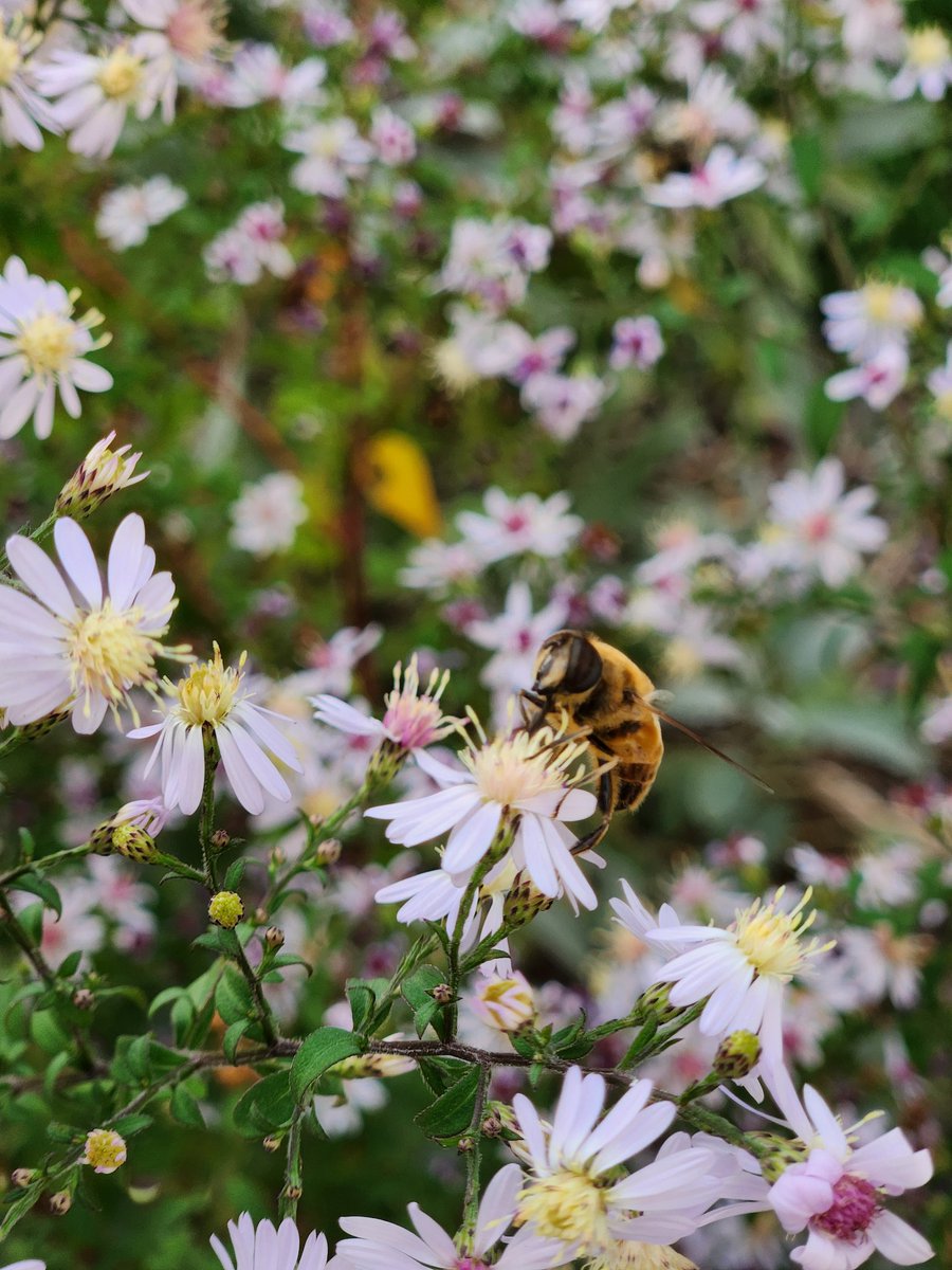 MrB_KBC's tweet photo. The asters are very popular today in @MaEverett #garden4wildlife #pollinators https://t.co/c8byxKuN6F