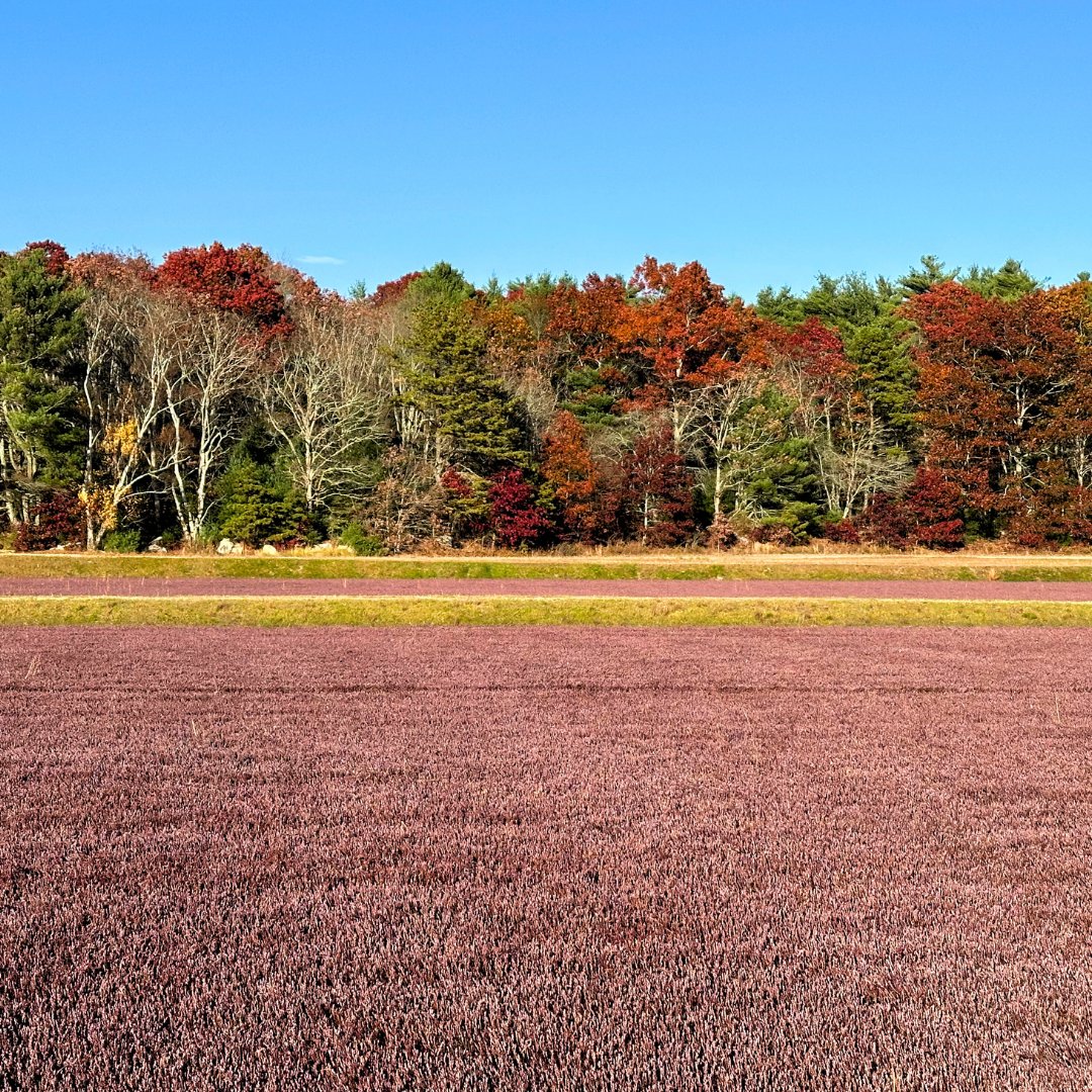 Our harvest is officially wrapped up for the 2024 season! Thank you to our staff and partners for making it such a great harvest. Although the fields are quieting down, our office is busy getting ready for our seasonal gift box launch--stay tuned for an upcoming announcement!