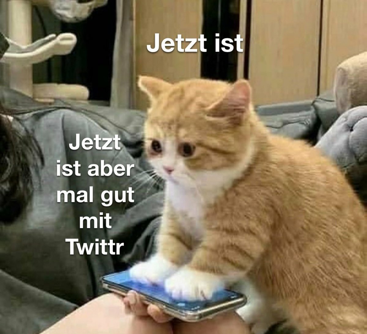 localCatboy omo tweet media