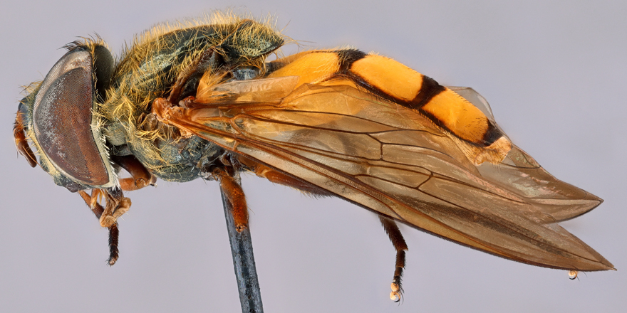 [#entomology]  A revision of the Afrotropical hover fly genus Afroxanthandrus Kassebeer, 2000 (#Diptera, #Syrphidae), with the description of 2 new species and one new synonymy ⤵️

✒️ <a href="/JohnMMidgley/">John Midgley</a> et al.
🔗 DOI: doi.org/10.5852/ejt.20…
#flowerflies #biodiversity #NewSpecies