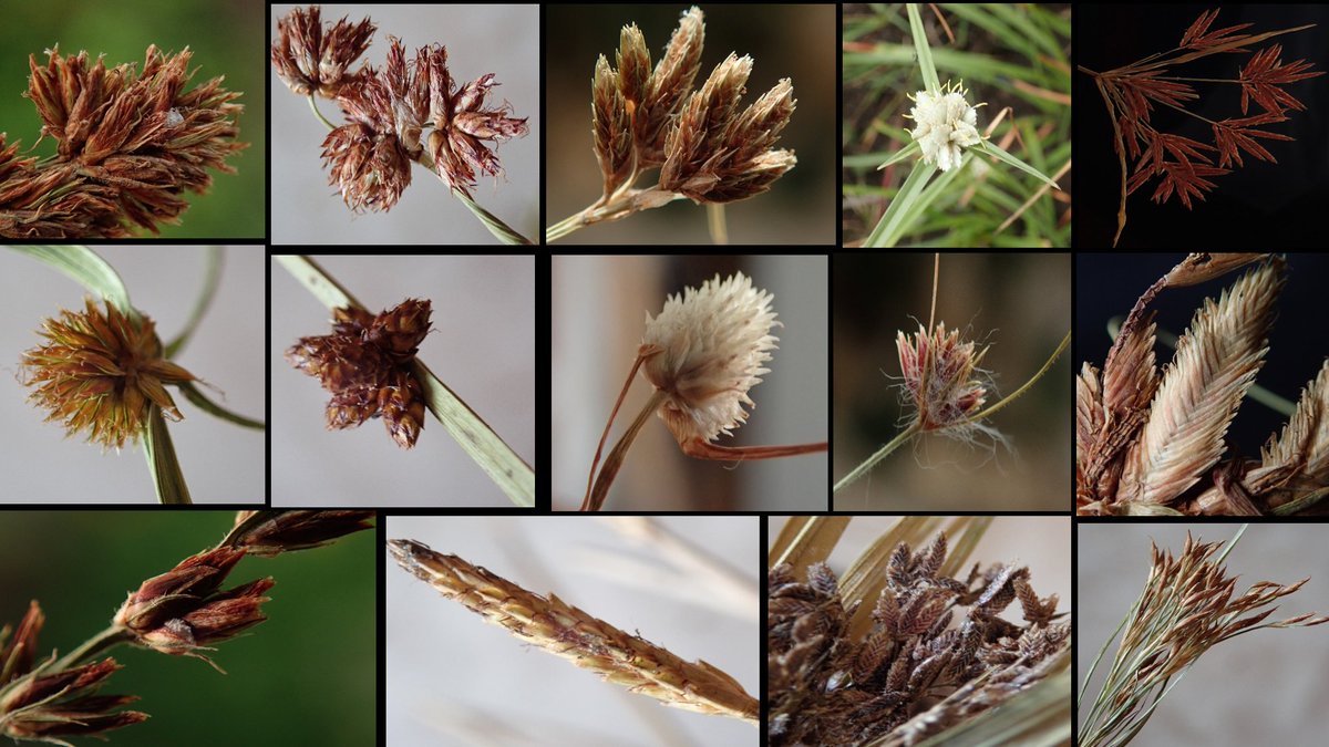 TaxonomyAfrica's tweet image. Join us on Nov 25th at 3pm for our next ATN virtual seminar! @MartinXanthos will share insights on the fascinating world of African Cyperaceae. Don't miss it! #ATNSeminar #AfricanCyperaceae #botany