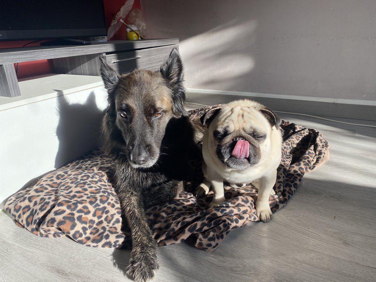 うちはイタチ tweet media