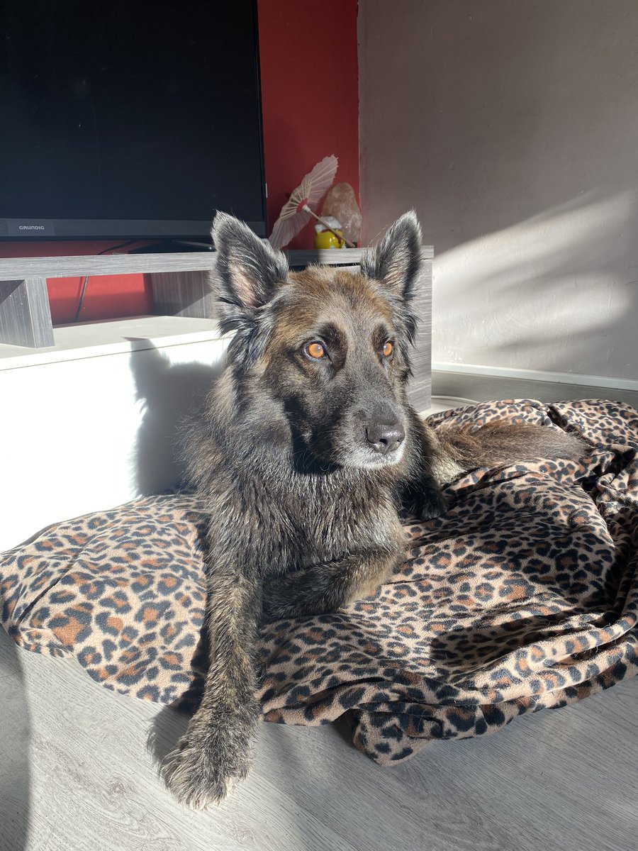 うちはイタチ tweet media