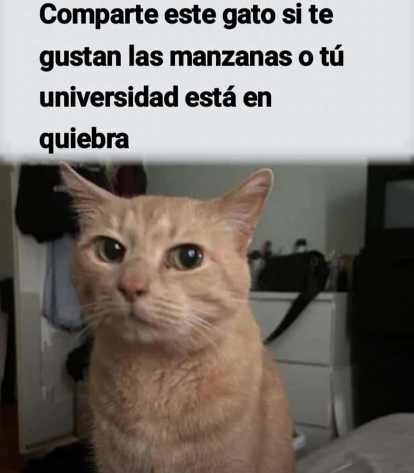 MemesUdeA tweet media