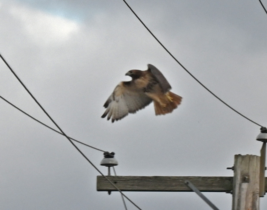 ChesterCSWA's tweet photo. We had two redtail hawks on adjoining telephone poles today. Unfortunately, I was only able to capture one on takeoff. https://t.co/444q8F8Nii