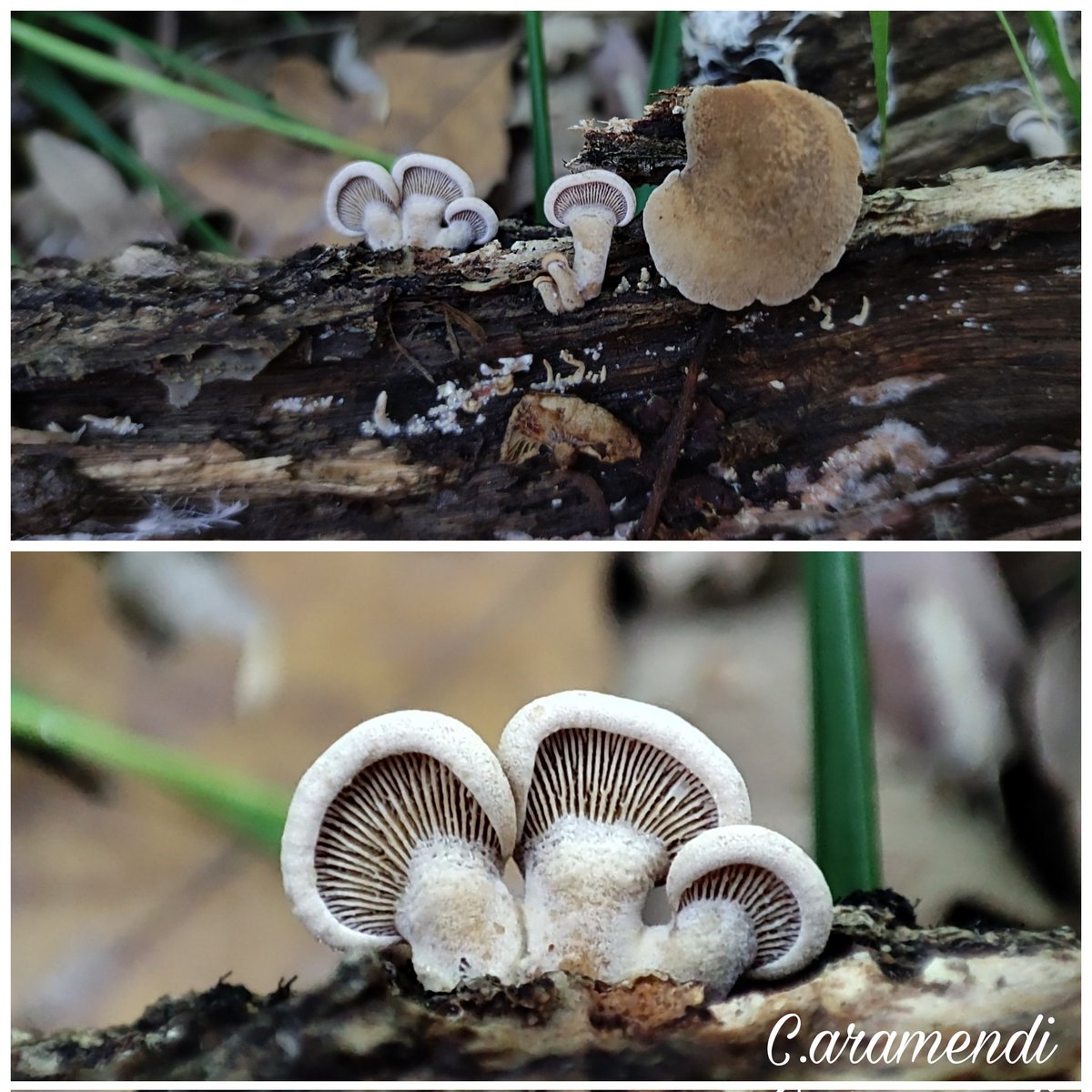 I've not been able to be active for work reasons. Now enjoying the autumn in the province of Avila, Madrid and Segovia.

Some species about these days.

Mycena albidolilacea, Mycena mirata, Mycena vitilis and Panellus stipticus.
