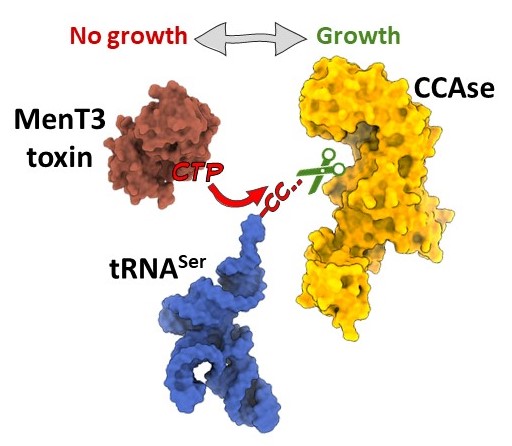 Pierre Genevaux (@genevauxpierre) on Twitter photo 🙏Our latest paper on MenT3 in vivo with <a href="/xibing4/">xibing</a>, <a href="/BlowerLab/">Tim Blower</a>, <a href="/ONeyrolles/">Olivier Neyrolles</a>
rdcu.be/dZle4
MenT3 targets serine tRNA in vivo/MenT3 is active under standard growth condition/The CCAse PcnA counteracts MenT3 activity.
<a href="/FRM_officiel/">Fondation pour la Recherche Médicale</a> , <a href="/AgenceRecherche/">ANR - Agence nationale de la recherche</a>, <a href="/CbiToulouse/">CBI Toulouse</a> 🙏Our latest paper on MenT3 in vivo with <a href="/xibing4/">xibing</a>, <a href="/BlowerLab/">Tim Blower</a>, <a href="/ONeyrolles/">Olivier Neyrolles</a>
rdcu.be/dZle4
MenT3 targets serine tRNA in vivo/MenT3 is active under standard growth condition/The CCAse PcnA counteracts MenT3 activity.
<a href="/FRM_officiel/">Fondation pour la Recherche Médicale</a> , <a href="/AgenceRecherche/">ANR - Agence nationale de la recherche</a>, <a href="/CbiToulouse/">CBI Toulouse</a>