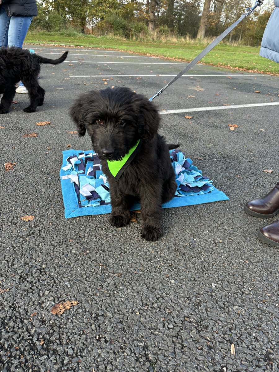 Joy Coleman (@jphc87) on Twitter photo Eton our school therapy puppy in training <a href="/Pipershillcol/">Piper’s Hill College</a> on his first training session with Laura and Debbie from <a href="/mycaninecompani/">My Canine Companion</a> 💙🩵 we are so excited for his journey and ours. Eton our school therapy puppy in training <a href="/Pipershillcol/">Piper’s Hill College</a> on his first training session with Laura and Debbie from <a href="/mycaninecompani/">My Canine Companion</a> 💙🩵 we are so excited for his journey and ours.