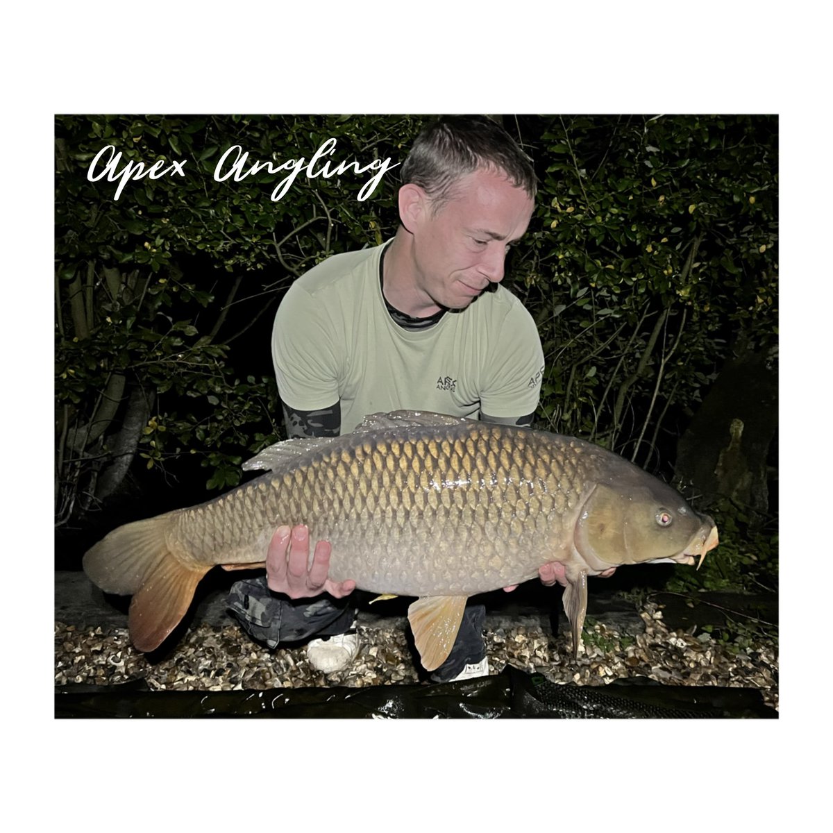 My PB Common caught at 00:40 this morning (4th October) weighing in at 20lb 6oz 🎣💥

#ApexAngling
#Carpy
#Carpography
#Carp
#CarpFishing
#CarpLife
#Angling
#Fishing
#AnglingLife
#FishingLife
#CatchAndRelease
#TightLines
#SonikSports
#XtractorRods
#StickyBaits
#CommonCarp