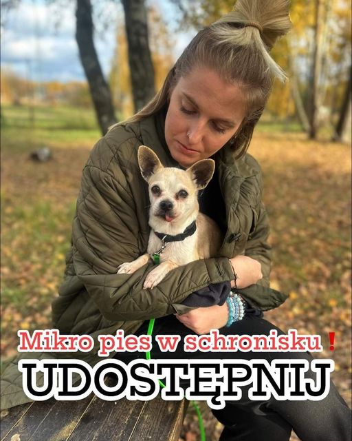 AnnaSernawit's tweet photo. Anula🐶🙏🏡🆘 Sunia w typie chihuahua,śliczna i spokojna,malutka-waży niewiele ponad 3 kg 
Przyjechała do schroniska z 4 innymi psami,ich opiekun zmarł 😔Urodziła się ok. 10.2014 r.
519 615 975
adopcje@schronisko.info.pl
Korabiewice https://t.co/NqdtD9ul5q