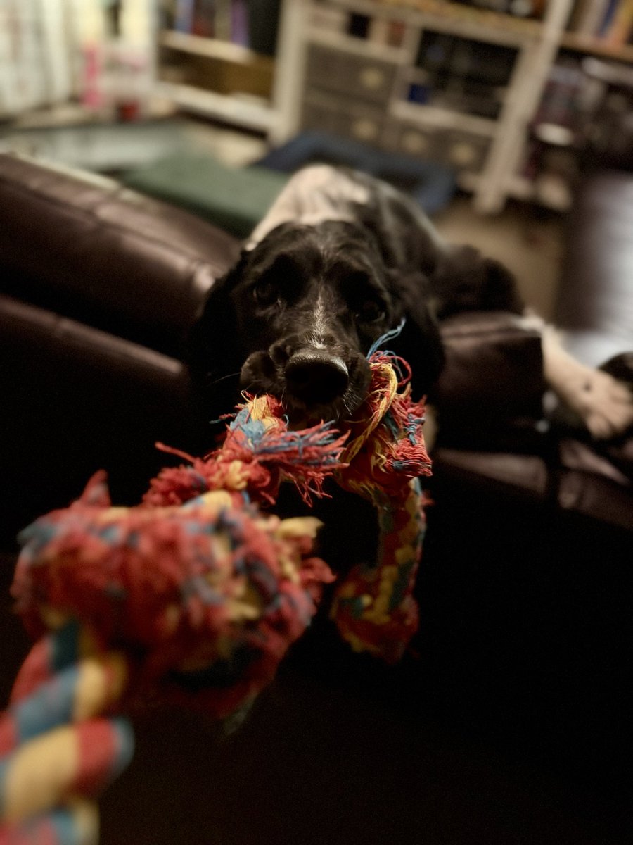WLSturdevant's tweet photo. #SpringerSpaniel #StopDoomScrolling https://t.co/i3CK04xMeH