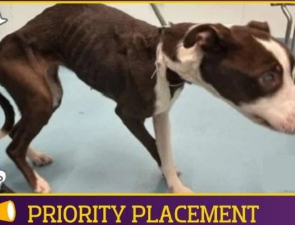 Jacquel35589242's tweet photo. HERSHEY  213770  #NYCACC
Found tied up with a wire around her neck. Blind, abused &amp; starved! Left to die!
She's a sweet, humble 5 yr old who needs kindness &amp; love!
FOSTER/RESCUE #PLEDGE
"We are each a result of those who have loved us...&amp; those who have refused to."
HELP🙏 🆘 https://t.co/k3x3PBHEeA
