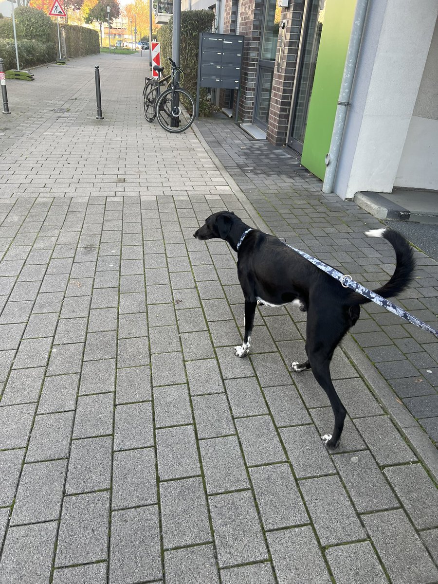ao2n_'s tweet photo. Como extrañamos a nuestro Maxito, nos ha dado por pasear perritos. Este se llama Leo, pero en Latam estoy seguro que se llamaría Colita😂 https://t.co/zpNLOSIura