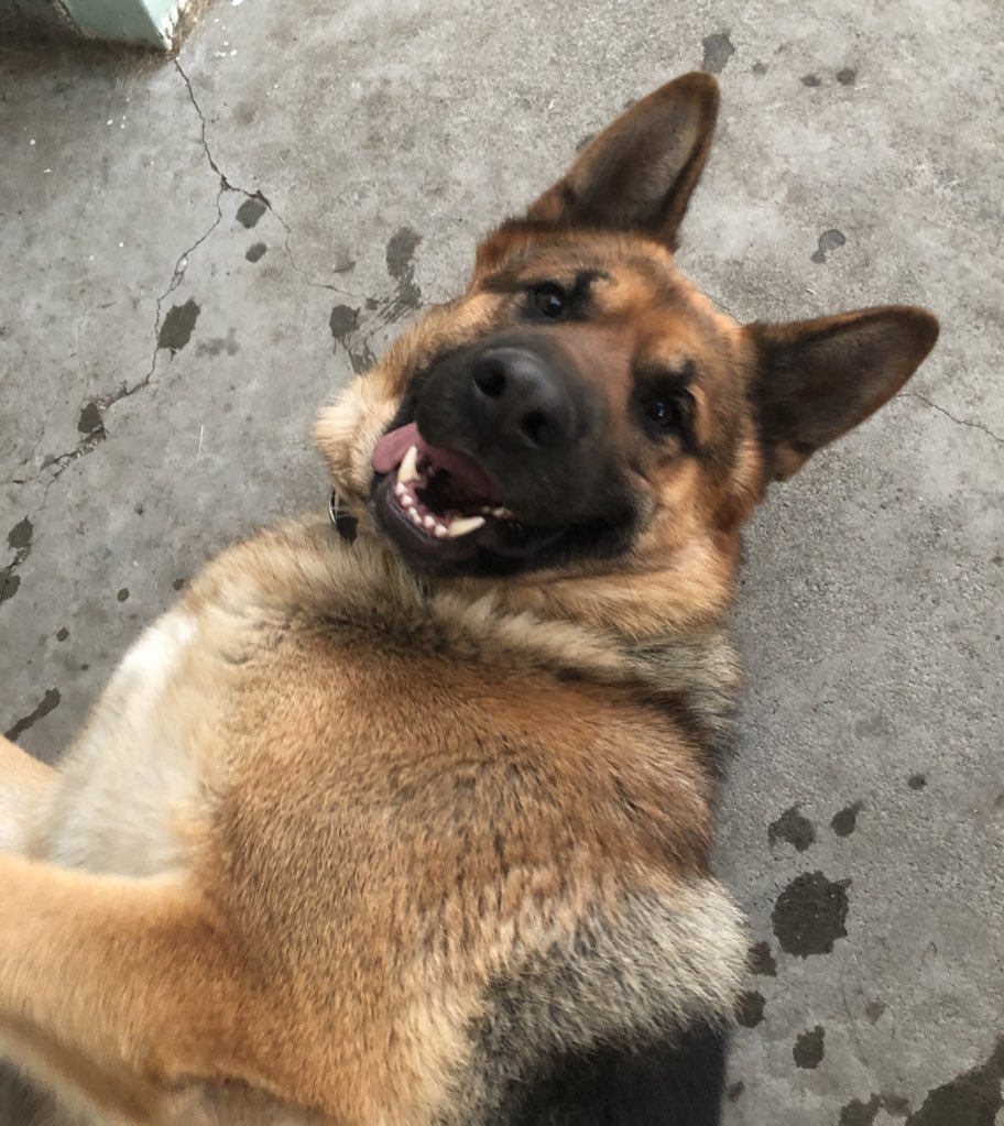 Curryuku's tweet photo. Ty for the pics I love all pets
My contribution https://t.co/Gkxj9eSrex