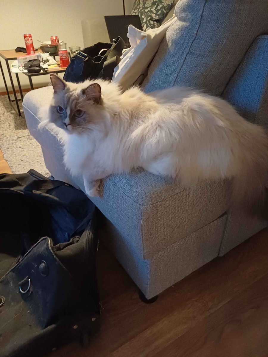 Let me gift you all a cat pic in these trying times
