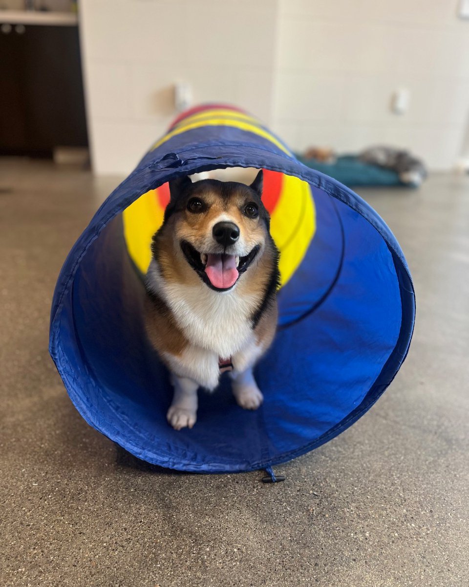 Our Daycare Pack Memberships ensure your pup always has a spot to play with their fur-iends! You'll have peace of mind knowing your pal is in professional &amp; caring hands. Call your local Spot to sign up now.

healthyspot.com/pages/store-lo…