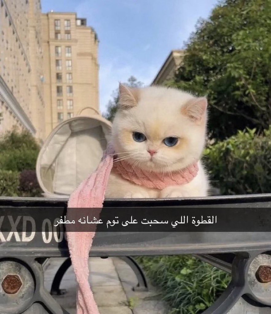 سعود tweet media