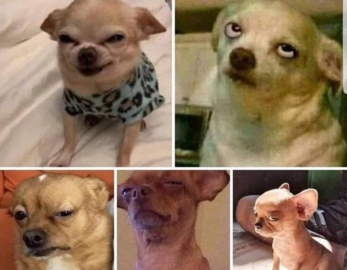 Guarromantico_'s tweet photo. Yo si fuera perro. https://t.co/w261UvL1xg