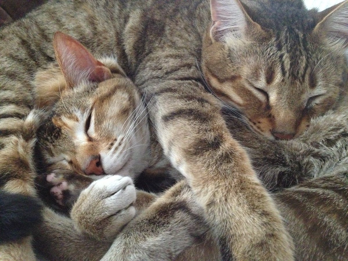 LaDemirep's tweet photo. In other news, I hugely miss my amazing, dickhead mittens. Their toebeans smelled like the McVitie’s factory in Harlesden on digestive baking day and their fur was as slick as an otter baptised in otto of roses. https://t.co/s9kkv8NK8P