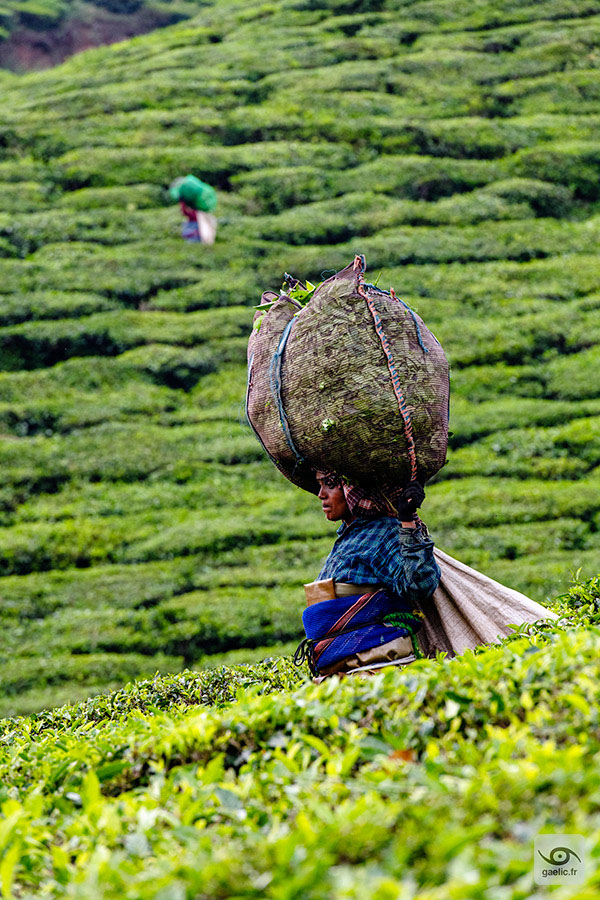 gaelic69's tweet photo. Tea harvester going down a slippery hill with their heavy load of tea leaves.

2023-11-20 India, Kerala, Munnar
https://t.co/WqY7zNiPch

#travel #india #photography #streetphotography #portrait #gaelic69 https://t.co/XeWB9lni0r