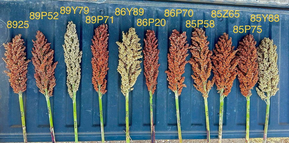 Not many companies still do breeding and development in sorghum.  Pioneer is still building the leading lineup.
