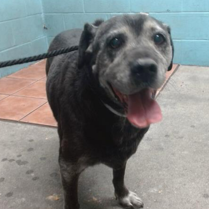 mapleveewesem's tweet photo. 💔🆘💔Newly adoptable today at Downey #California ACC: ZORRO, an 11 yo 53 lb labrador mix who has been at the shelter since 10-21  &amp; has been under evaluation the entire time😲 Not alerted yet, so this is all we know. Please go check him out🙏
info ⬇️ #A5659128 https://t.co/K2HEepPDRf