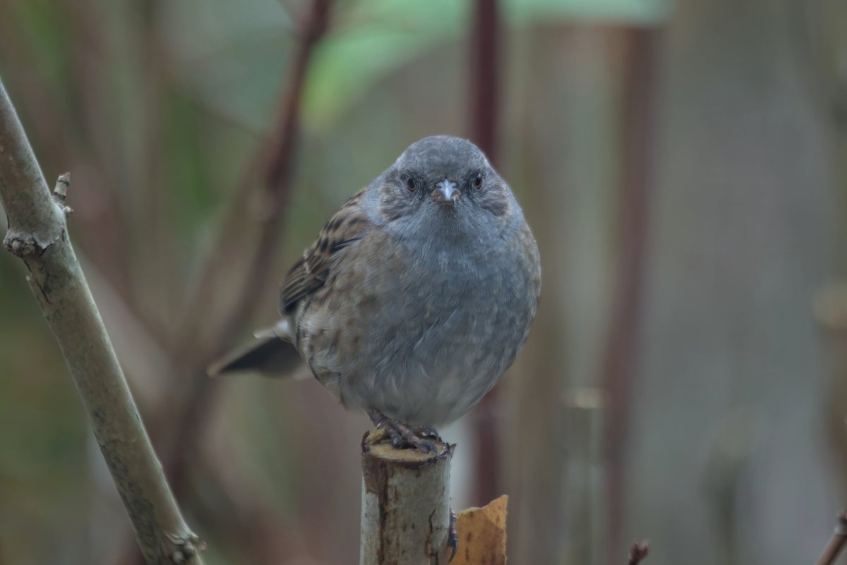 Busted by... Dunnock.