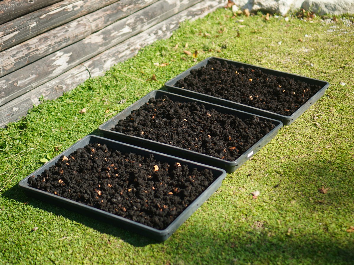 utsubatake's tweet image. ミミズコンポストの堆肥を回収しました。
ミミズさんは生ごみを減らして土にも優しい心強い家族です。

1 ミミズコンポスト
2 乾燥中のミミズ堆肥。卵の殻以外食べてくれます
3 ミミズさんのおしっこは濾過して水で薄めて使います
4 コロコロっとしていています

#ミミズコンポスト #wormcomposting