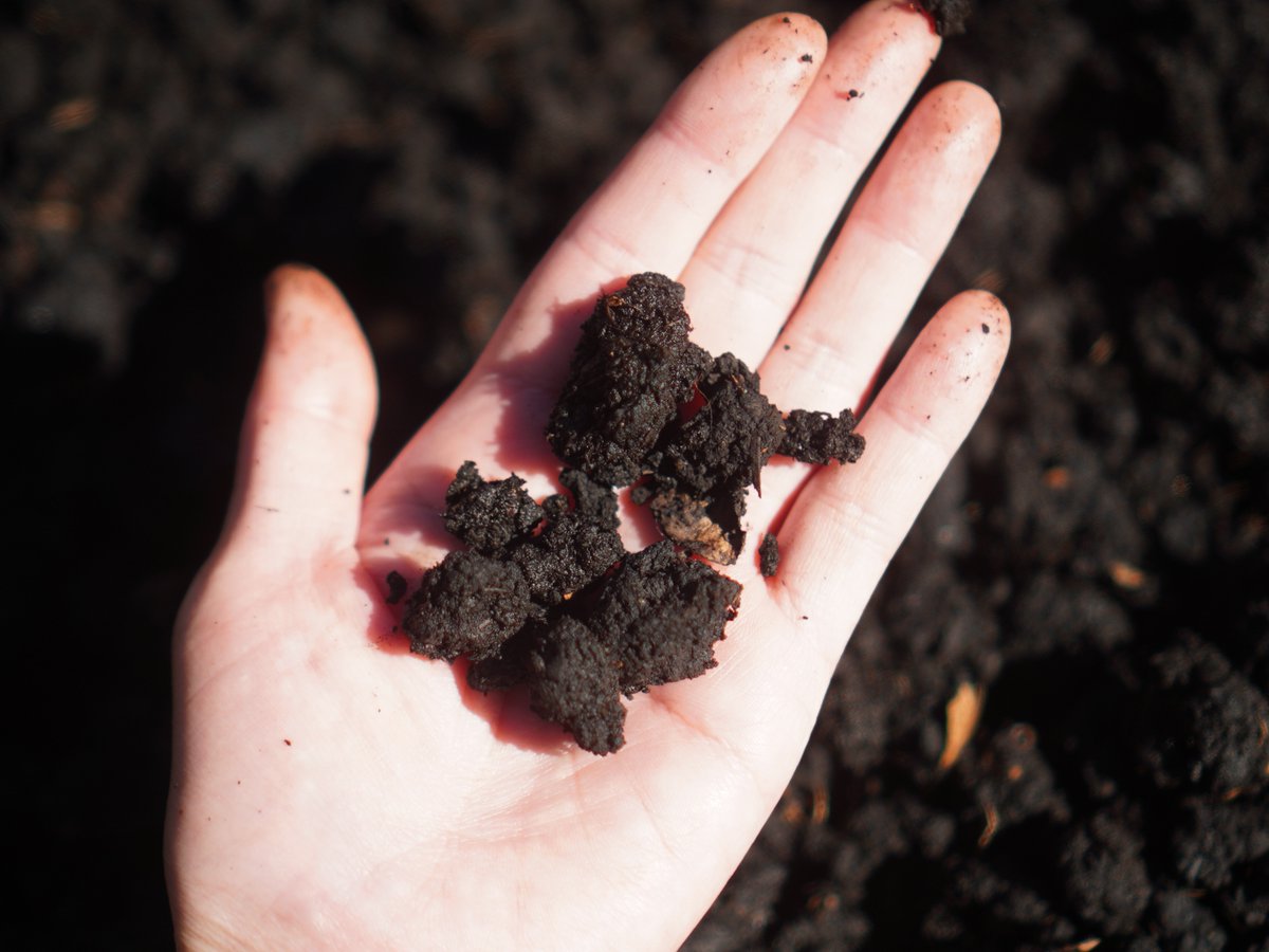 utsubatake's tweet image. ミミズコンポストの堆肥を回収しました。
ミミズさんは生ごみを減らして土にも優しい心強い家族です。

1 ミミズコンポスト
2 乾燥中のミミズ堆肥。卵の殻以外食べてくれます
3 ミミズさんのおしっこは濾過して水で薄めて使います
4 コロコロっとしていています

#ミミズコンポスト #wormcomposting