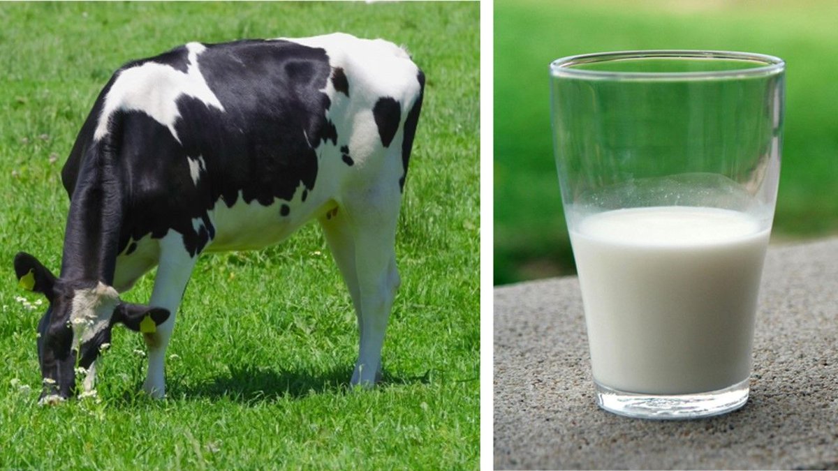 USDAJapan's tweet image. Japan's fluid milk production will decline in 2025 due to fewer milking cows. #Butter and #NFDM production will stabilize to utilize surplus milk amid low drinking milk demand. Cheese consumption will stay strong but won't boost production. For more: buff.ly/4fcBNB9