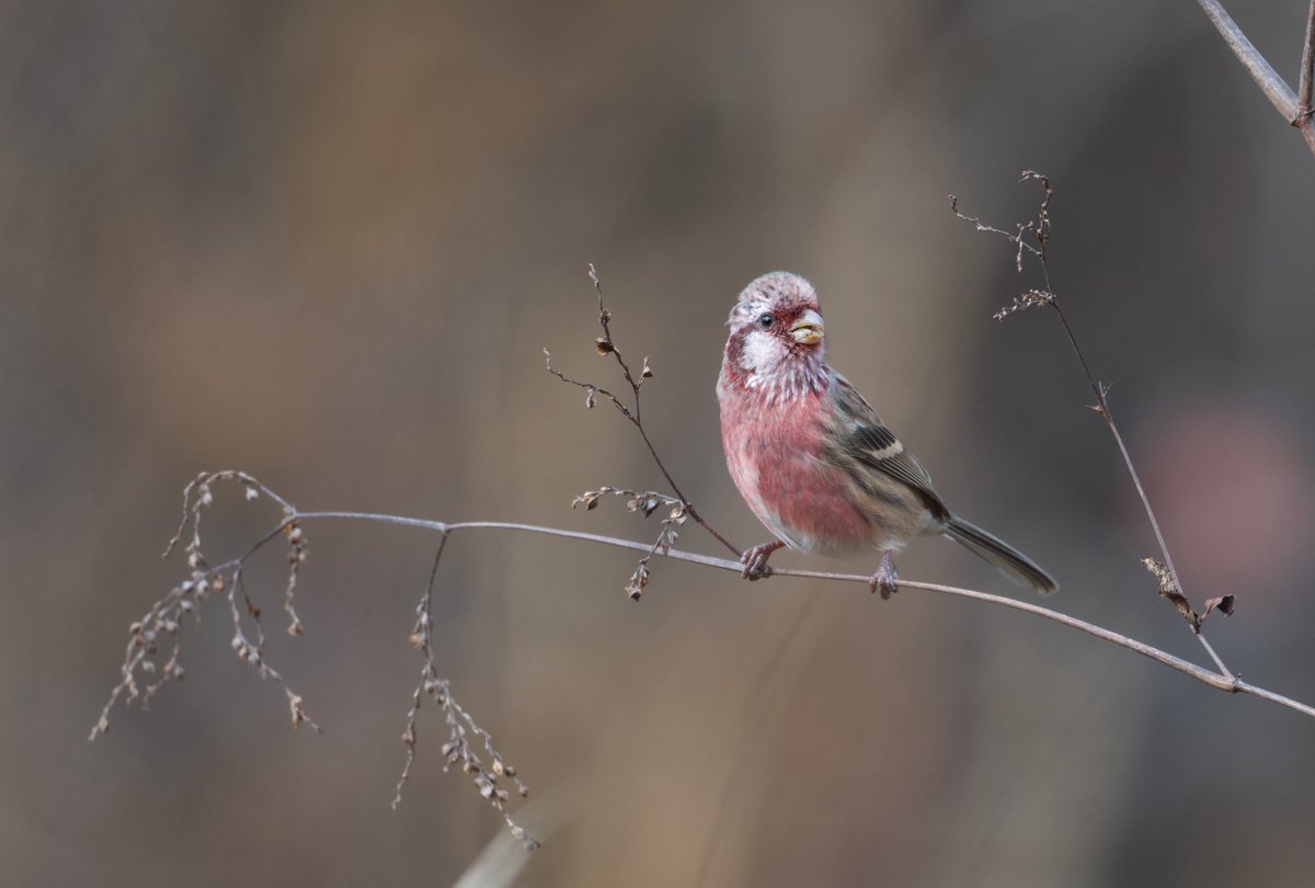 Wild Beijing 北京自然 tweet media