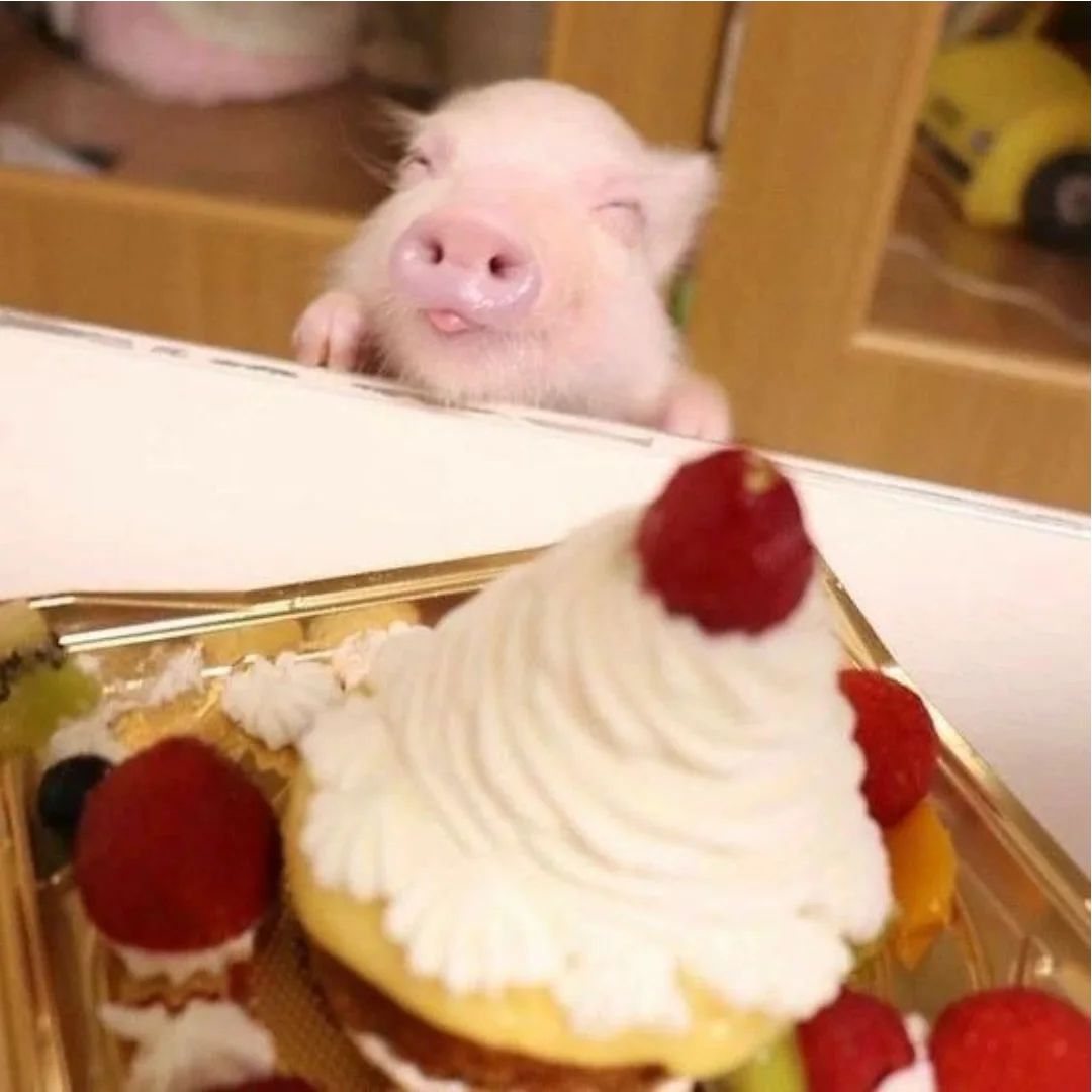 Pigs Lover tweet media