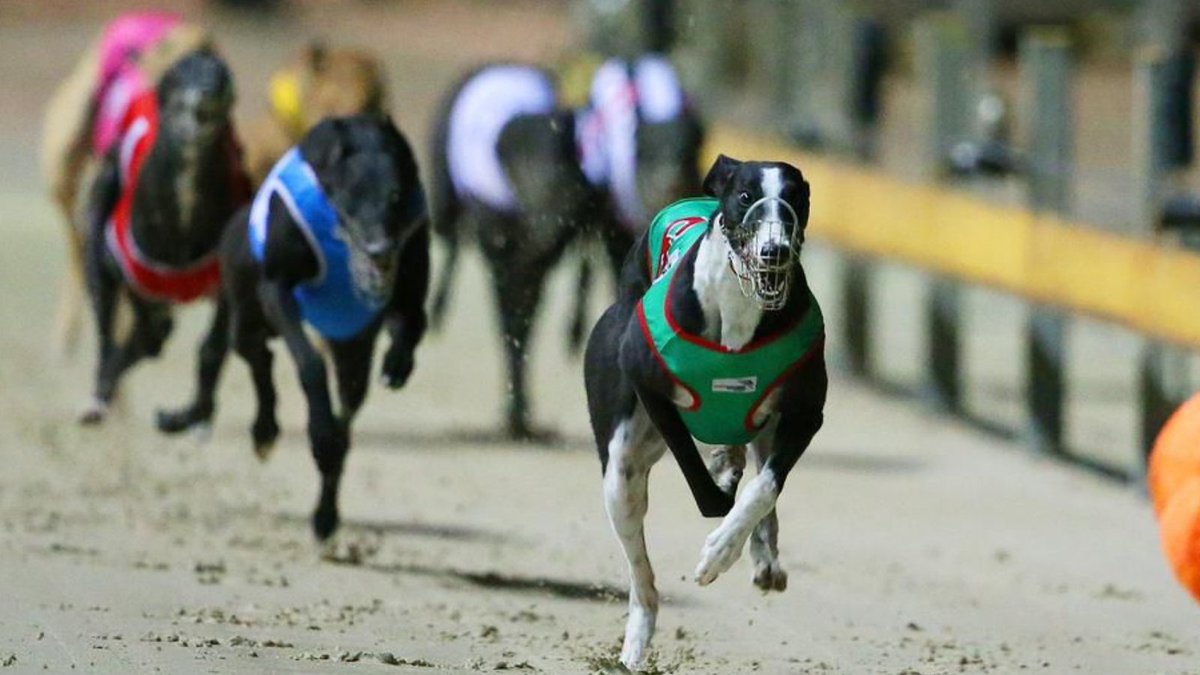 Stop Dog Racing Australia tweet media