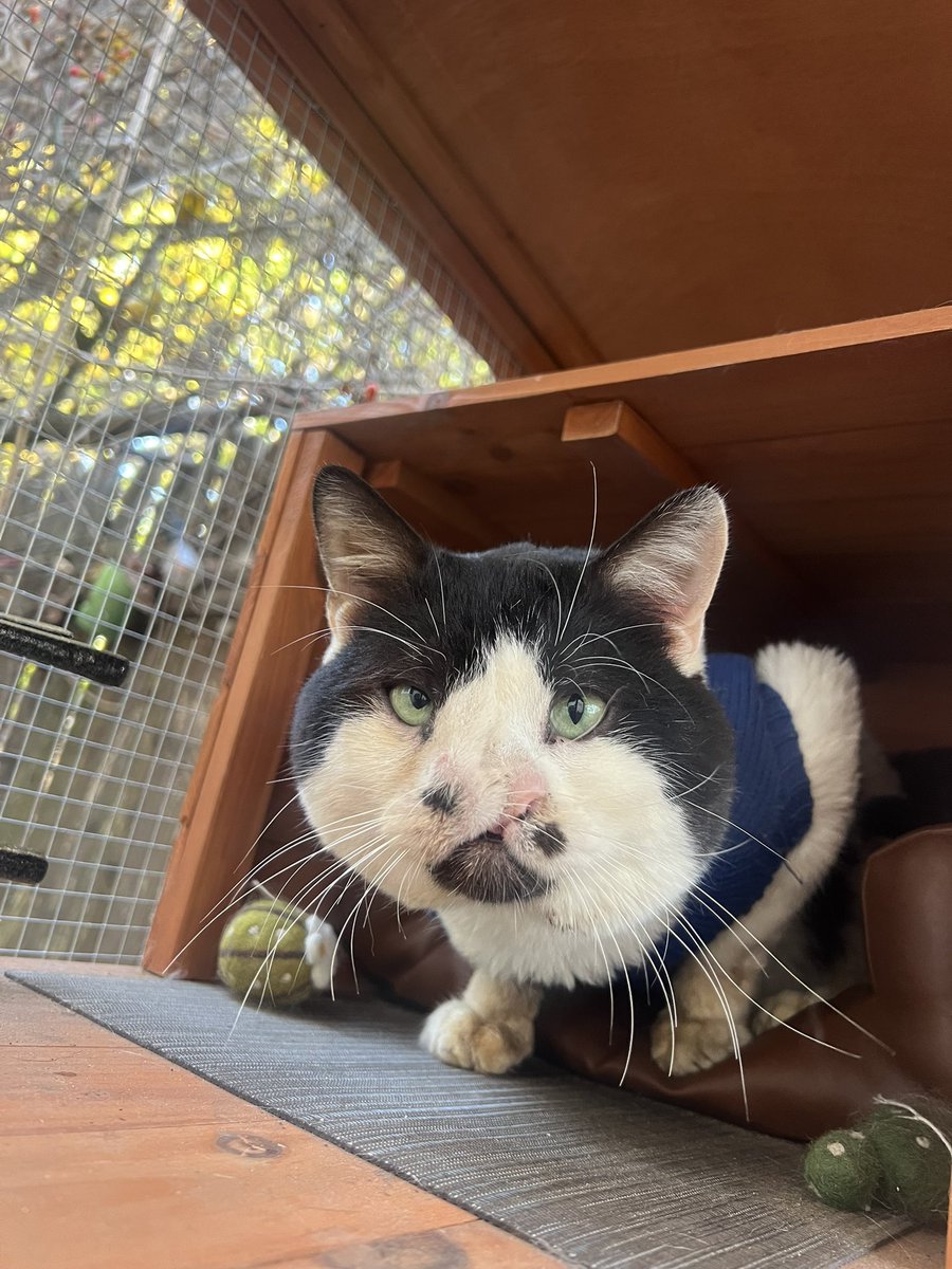 💙 if you can see memphy