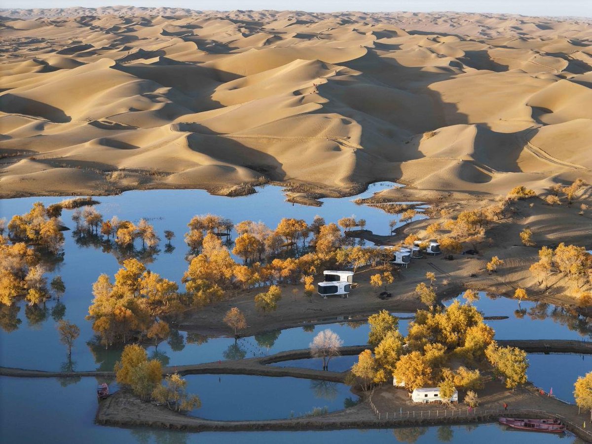 The breathtaking autumn scenery of the desert poplar forest at the Huludao scenic spot in Yuli County, Xinjiang, showcases a remarkable blend of desert, lakes & vibrant trees. Tens of millions of acres of desert poplars scattered across this region attract tourists to the scene. #ChinaSaysHello
