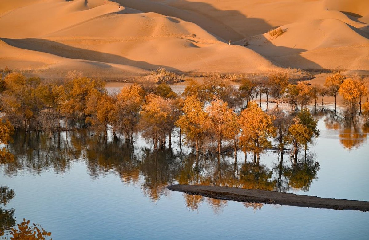 The breathtaking autumn scenery of the desert poplar forest at the Huludao scenic spot in Yuli County, Xinjiang, showcases a remarkable blend of desert, lakes & vibrant trees. Tens of millions of acres of desert poplars scattered across this region attract tourists to the scene. #ChinaSaysHello
