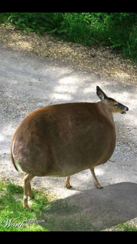 ZenithTheDeer's tweet photo. "20 million votes are unaccounted for! Where could they have gone?"

UUUUUUUUURP!!! I don' kno....... https://t.co/NluzBO43zk