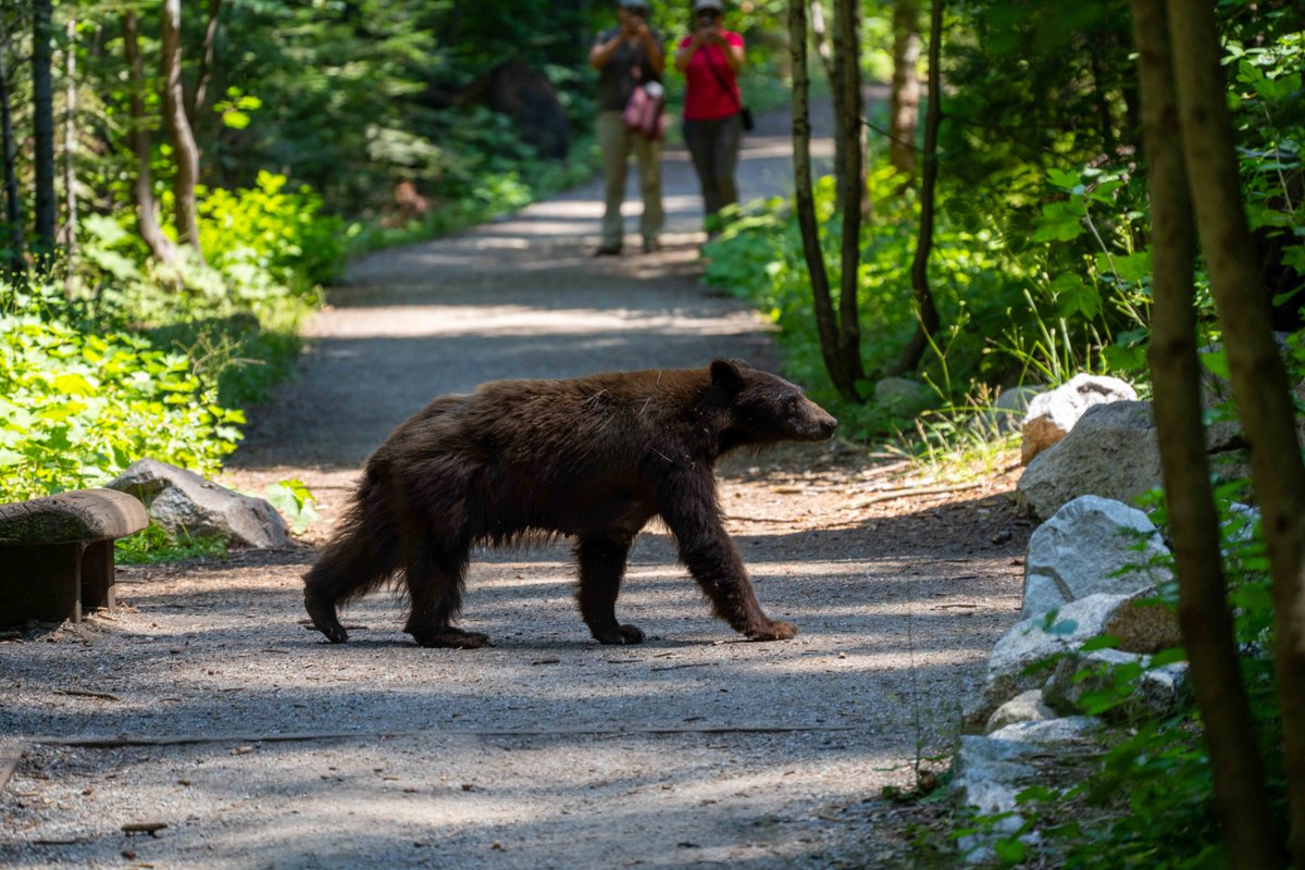 Q11 How do you stay safe when traveling and hiking alone on adventures? #Parkchat