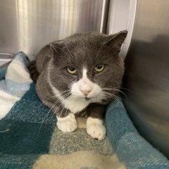 #BlackwoodNJ is where this dear cat be
&amp; could use some help from you &amp; me!
Oldie Hagrid (such a handsome boy)
will give you love &amp; bring you joy!
Can't adopt then won't you pledge
&amp; give this fine old man an edge!
URGENT!  🙏
homewardboundnj.org