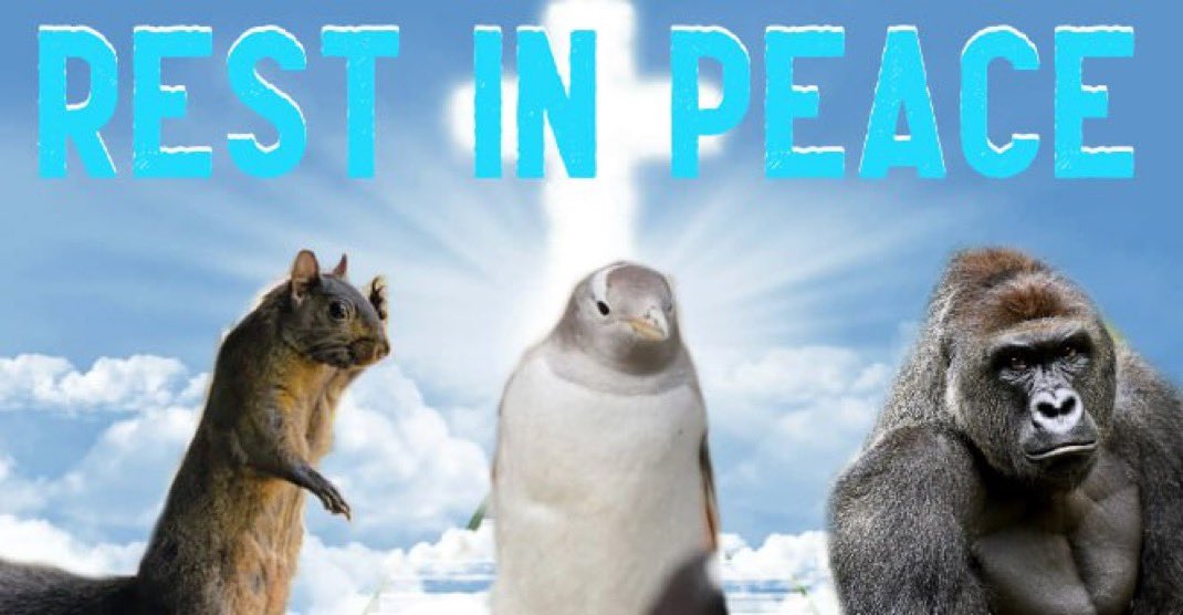 Just up here chilling with my boys 

<a href="/pnutsolana/">PNUT - Peanut The Squirrel</a> <a href="/harambeonsolana/">Harambe (Meme)</a>