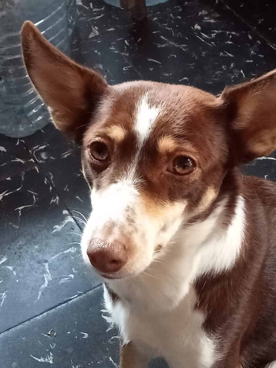 AsociacionADAT's tweet image. #SE_BUSCAN. #DESAPARECIDOS, #EXTRAVIADOS, #PERDIDOS JUNTO A SU COMPAÑERO HUMANO DESDE EL PASADO MARTES, POR CAUSA DE LA DANA, EN #CHESTE, #VALENCIA, MIENTRAS PERMANECÍAN EN EL TEJADO DE UNA CASA DE CAMPO.

Si tienes cualquier información acerca de su paradero contacta de...