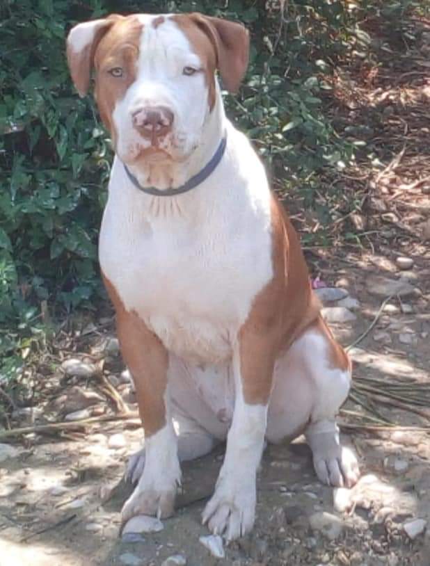 AsociacionADAT's tweet image. #SE_BUSCAN. #DESAPARECIDOS, #EXTRAVIADOS, #PERDIDOS JUNTO A SU COMPAÑERO HUMANO DESDE EL PASADO MARTES, POR CAUSA DE LA DANA, EN #CHESTE, #VALENCIA, MIENTRAS PERMANECÍAN EN EL TEJADO DE UNA CASA DE CAMPO.

Si tienes cualquier información acerca de su paradero contacta de...